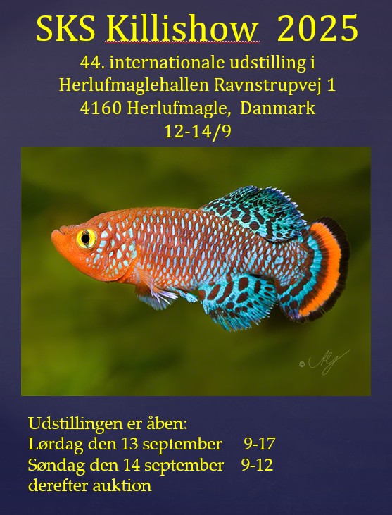 SKS 2024 Poster A4 W DK